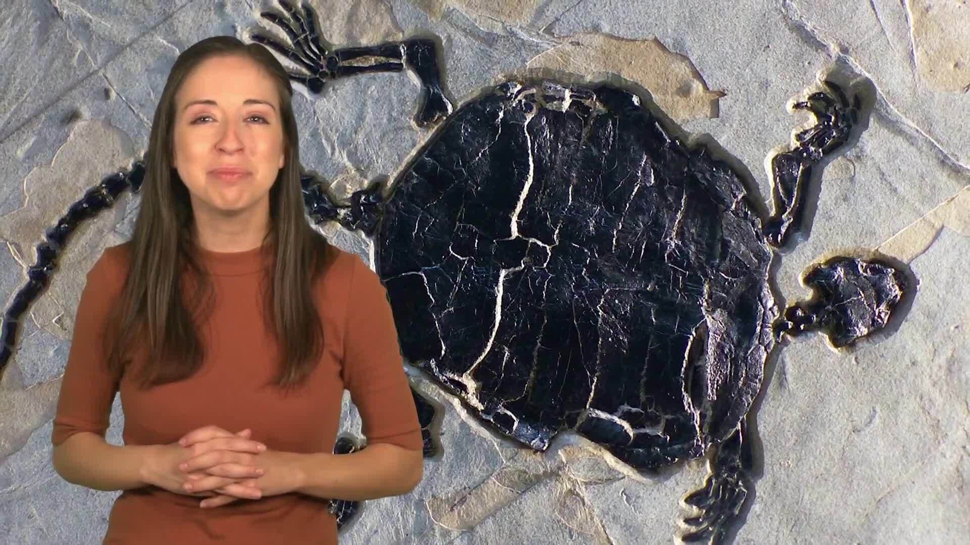 Unlocking Earth's Past: The Fascinating World of Fossils