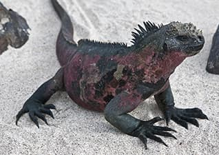 Iguanas