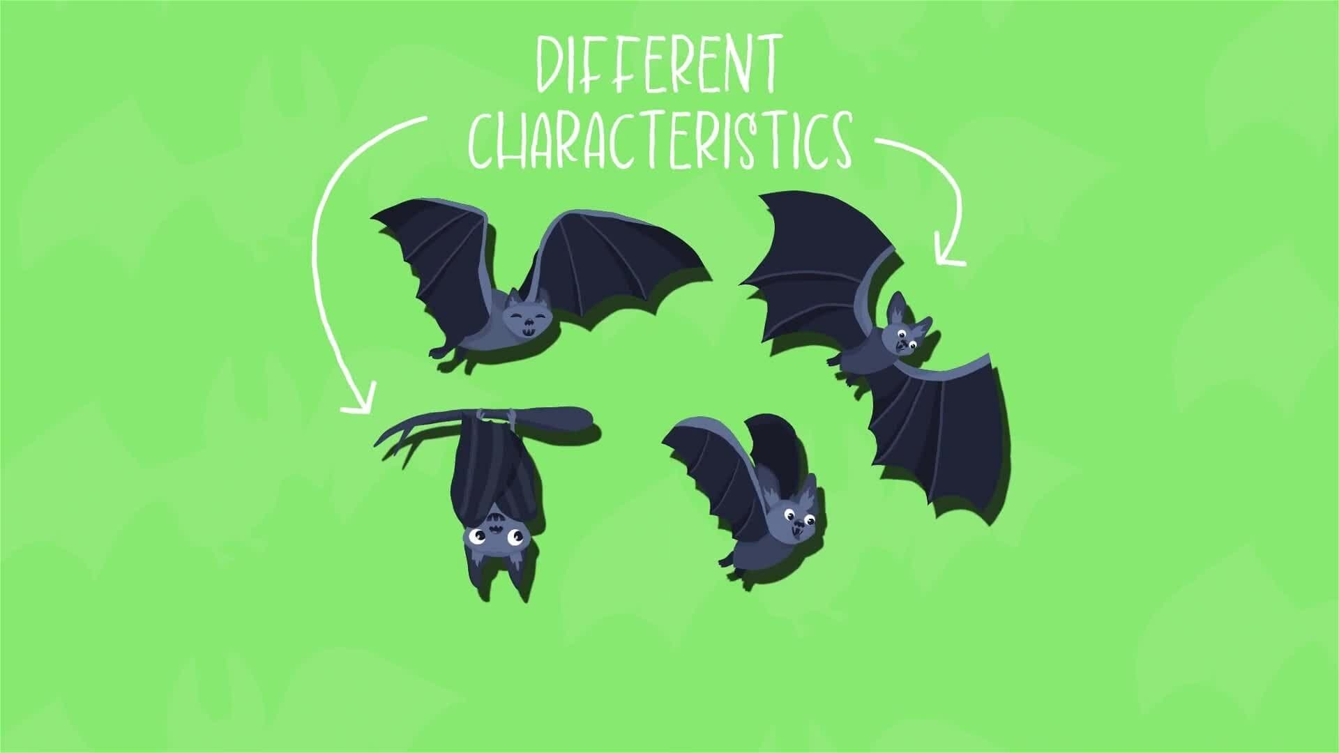 I WONDER - How Fast Can Bats Fly?