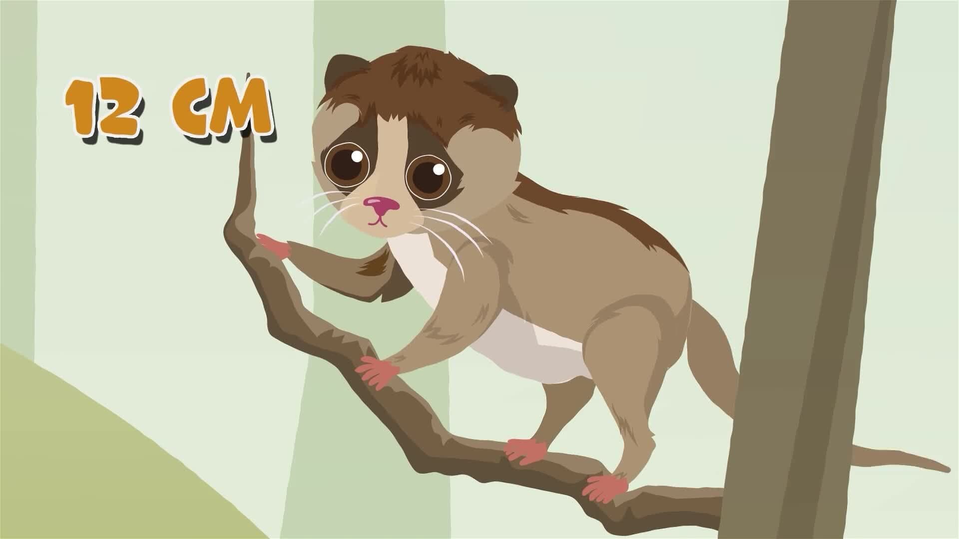 I WONDER - What Size Is The Pygmy Lemur?