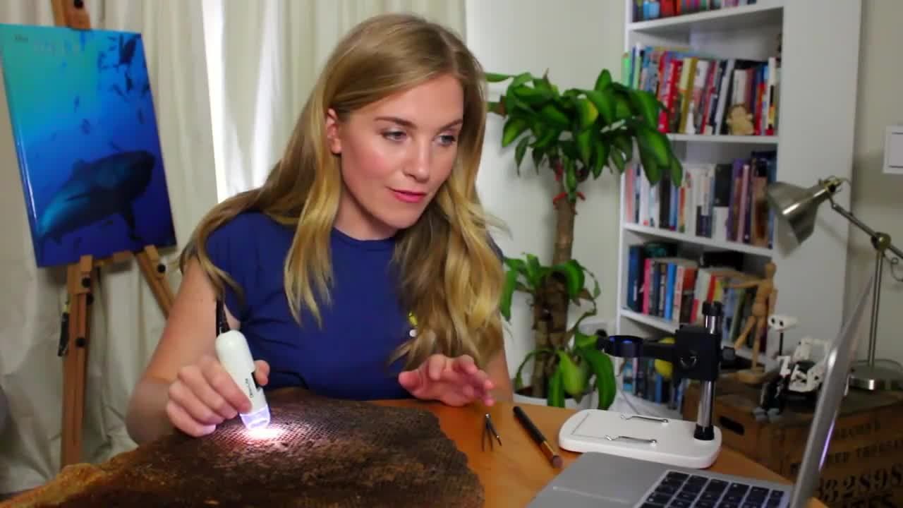 Honeycomb under a Microscope! (The Life Cycle of a Honey Bee)