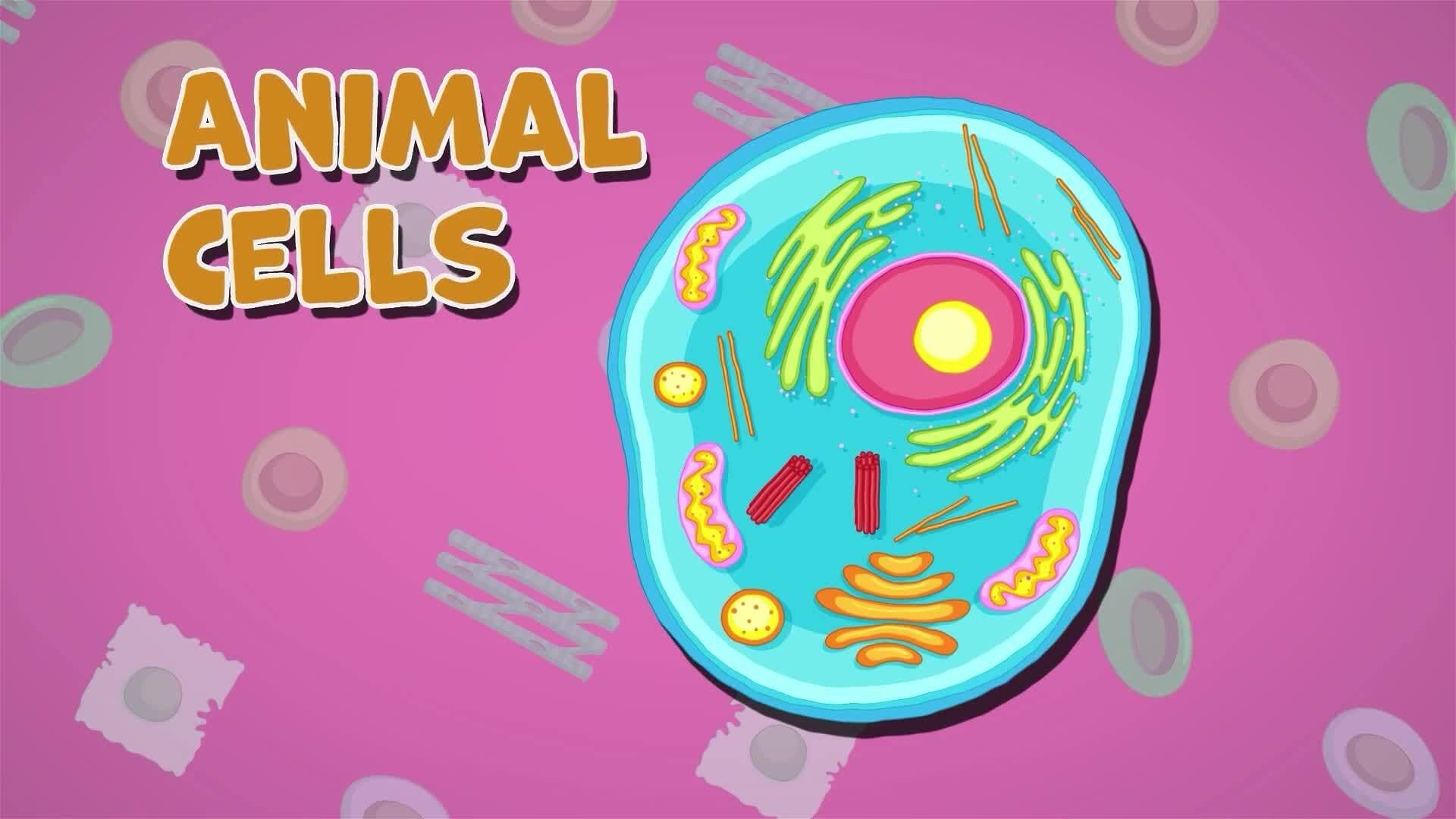 I WONDER - What Are The Different Types Of Cells?