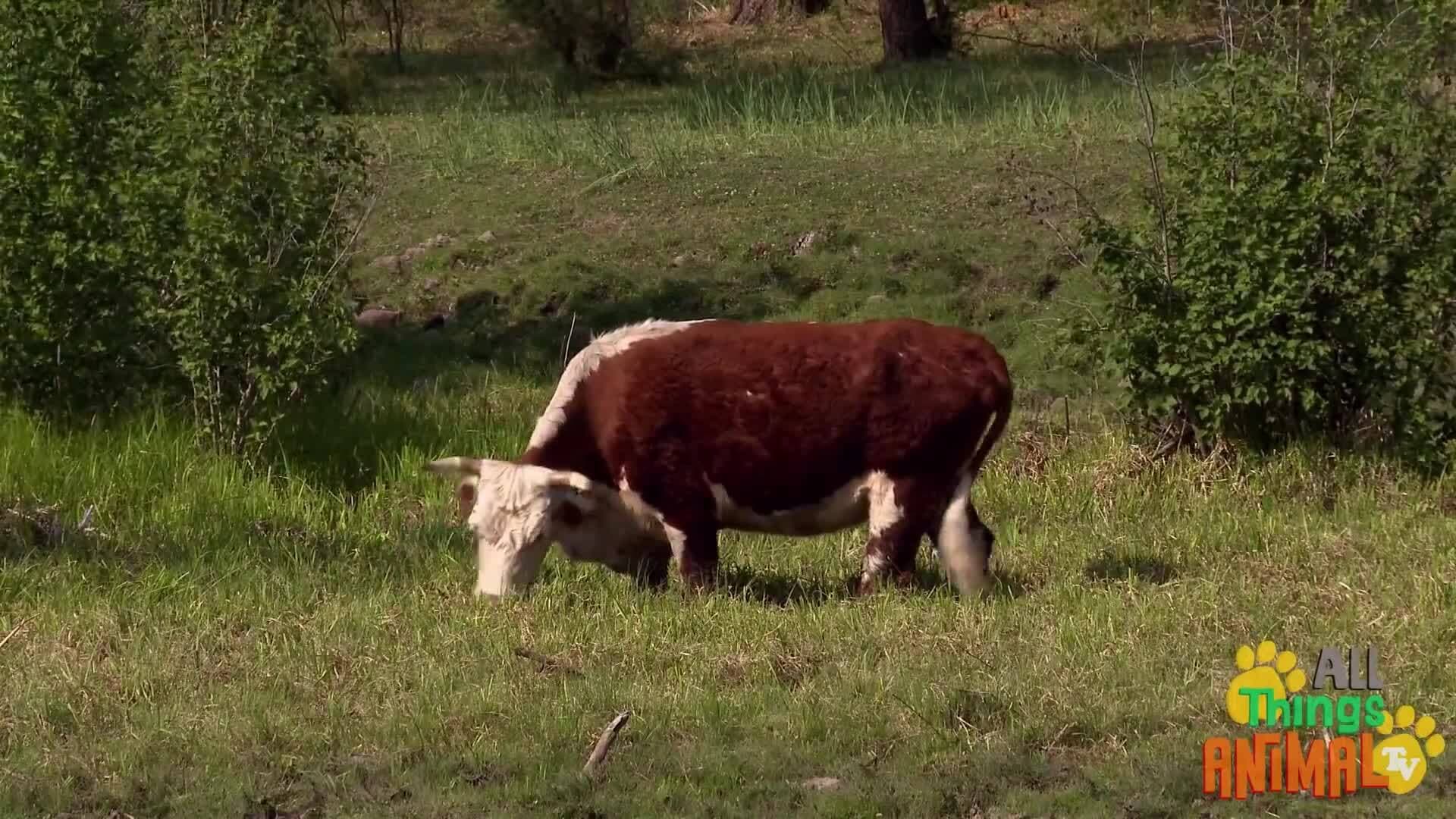 Discovering Cows: From Grazing in Meadows to Beauty Contests