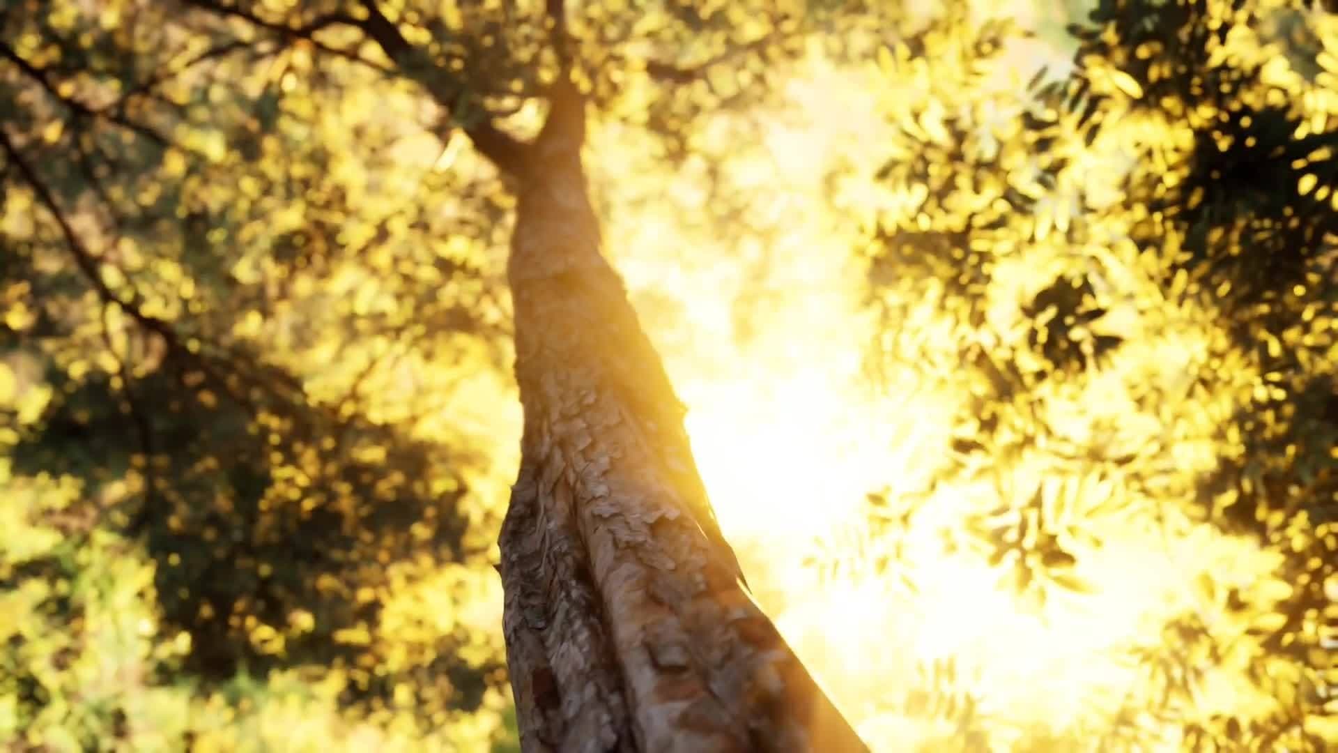 Science Kids: The Importance of Trees