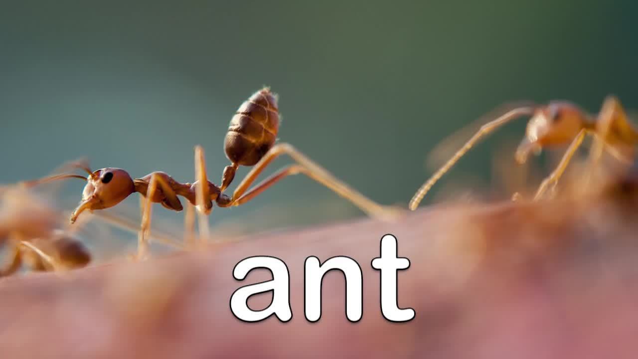 Jungle Animals for Kids - Learn Jungle Animal Names