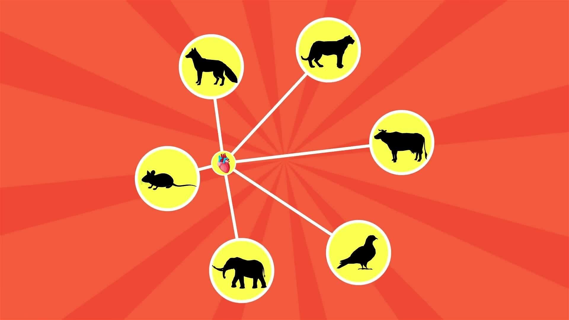 I WONDER - Do Animals With Bigger Hearts Live Longer?