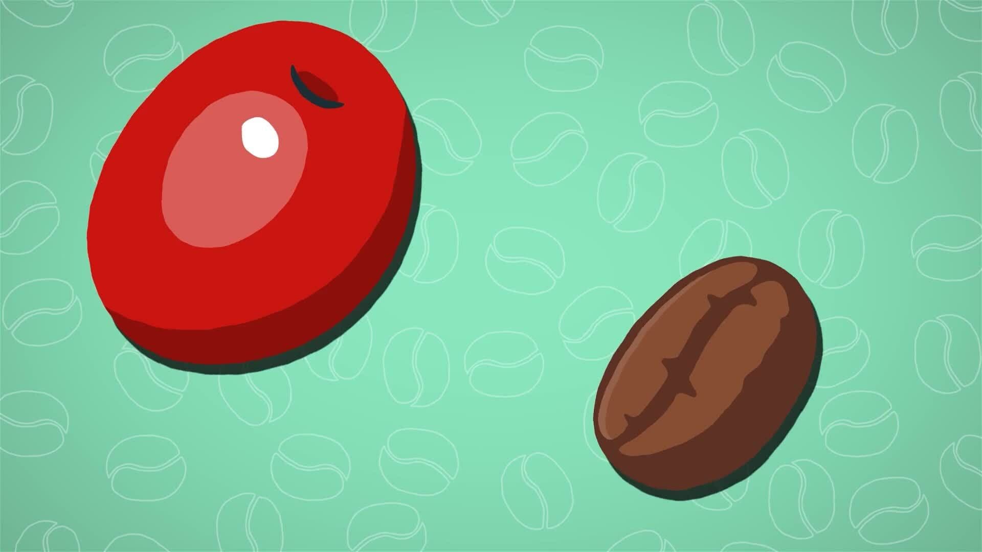 I WONDER - How Is Coffee Made?