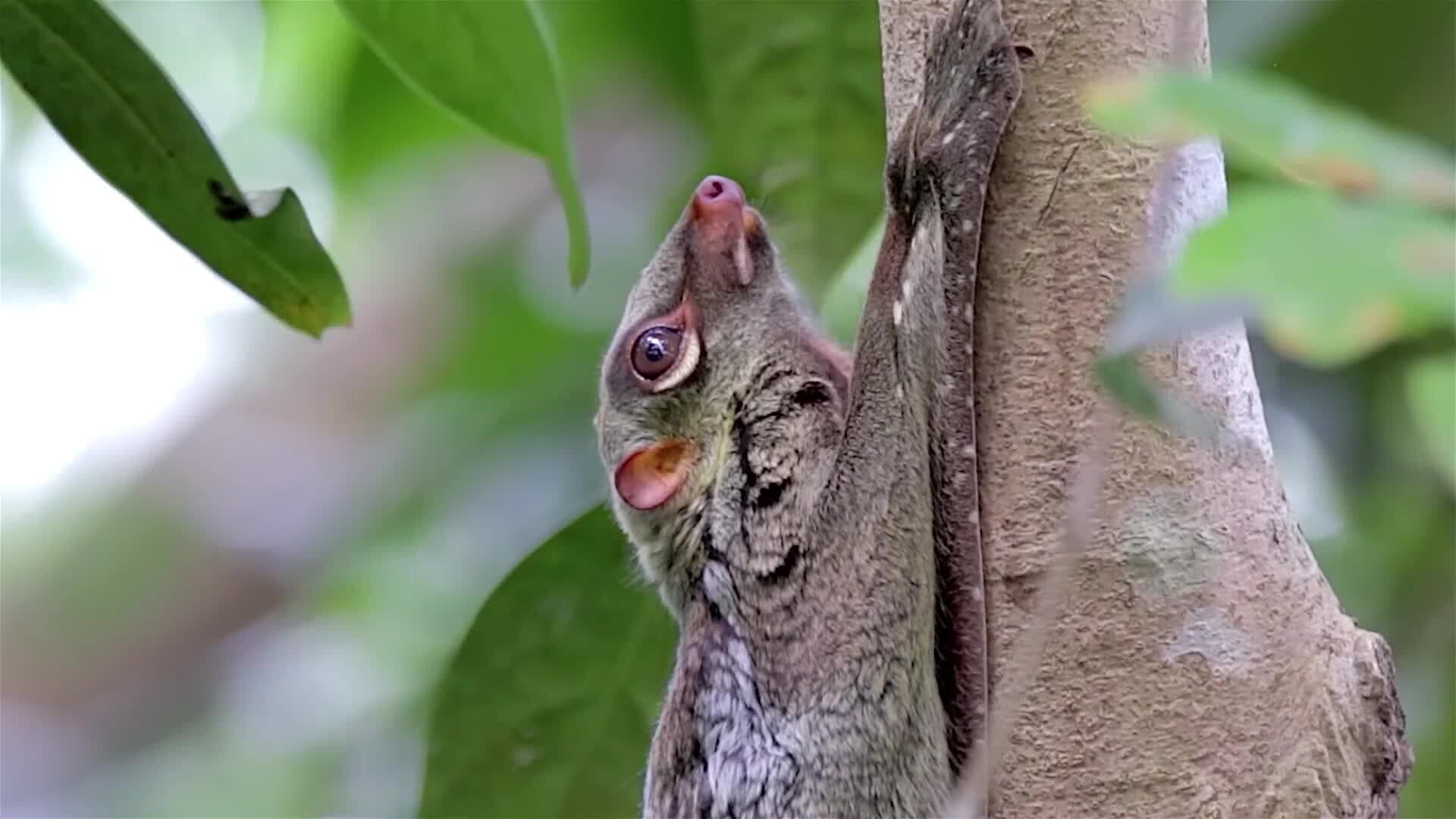 I WONDER - Can The Colugo Actually Fly?