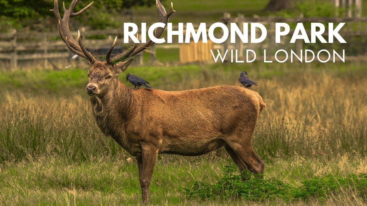 Wildlife of Richmond Park