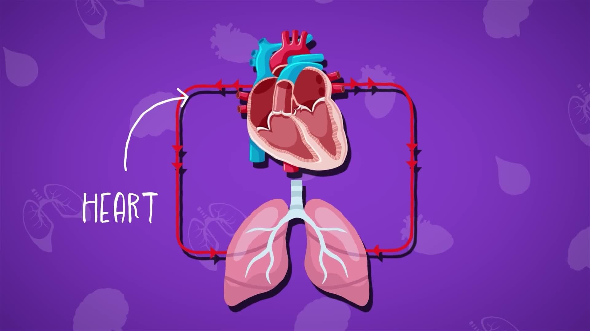 I WONDER - How Quickly Does Blood Flow?