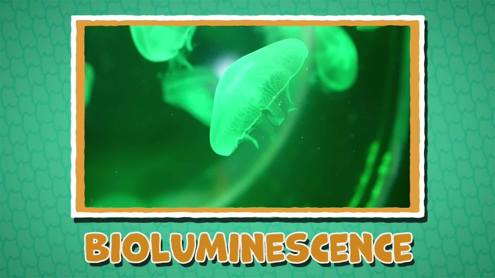 I WONDER - How Do Animals Adapt To Ocean Habitats?