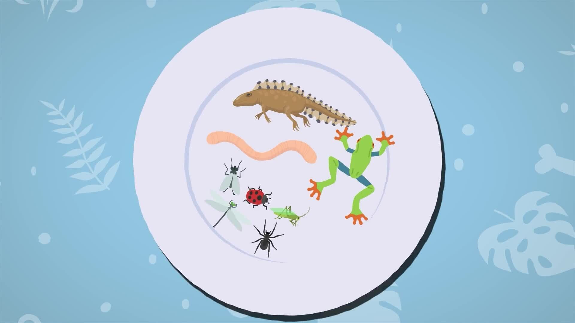 I WONDER - What Did The Archaeopteryx Eat?