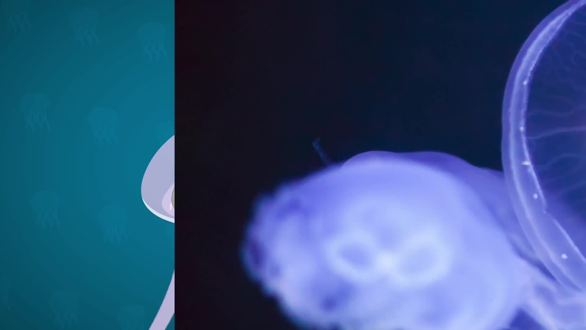 High Five Facts - Jelly Fish