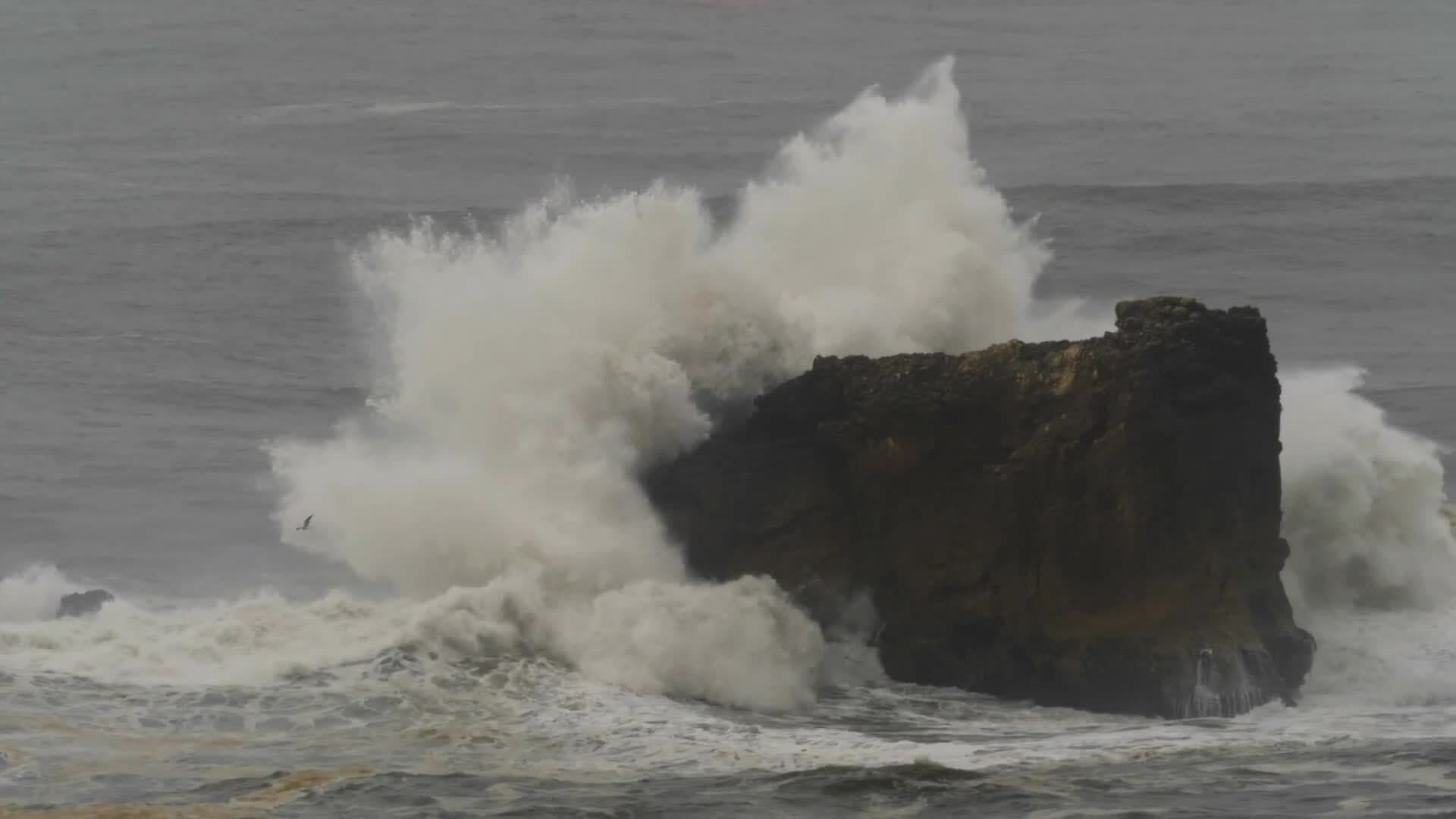 I WONDER - Do Selkies Have Magical Powers?