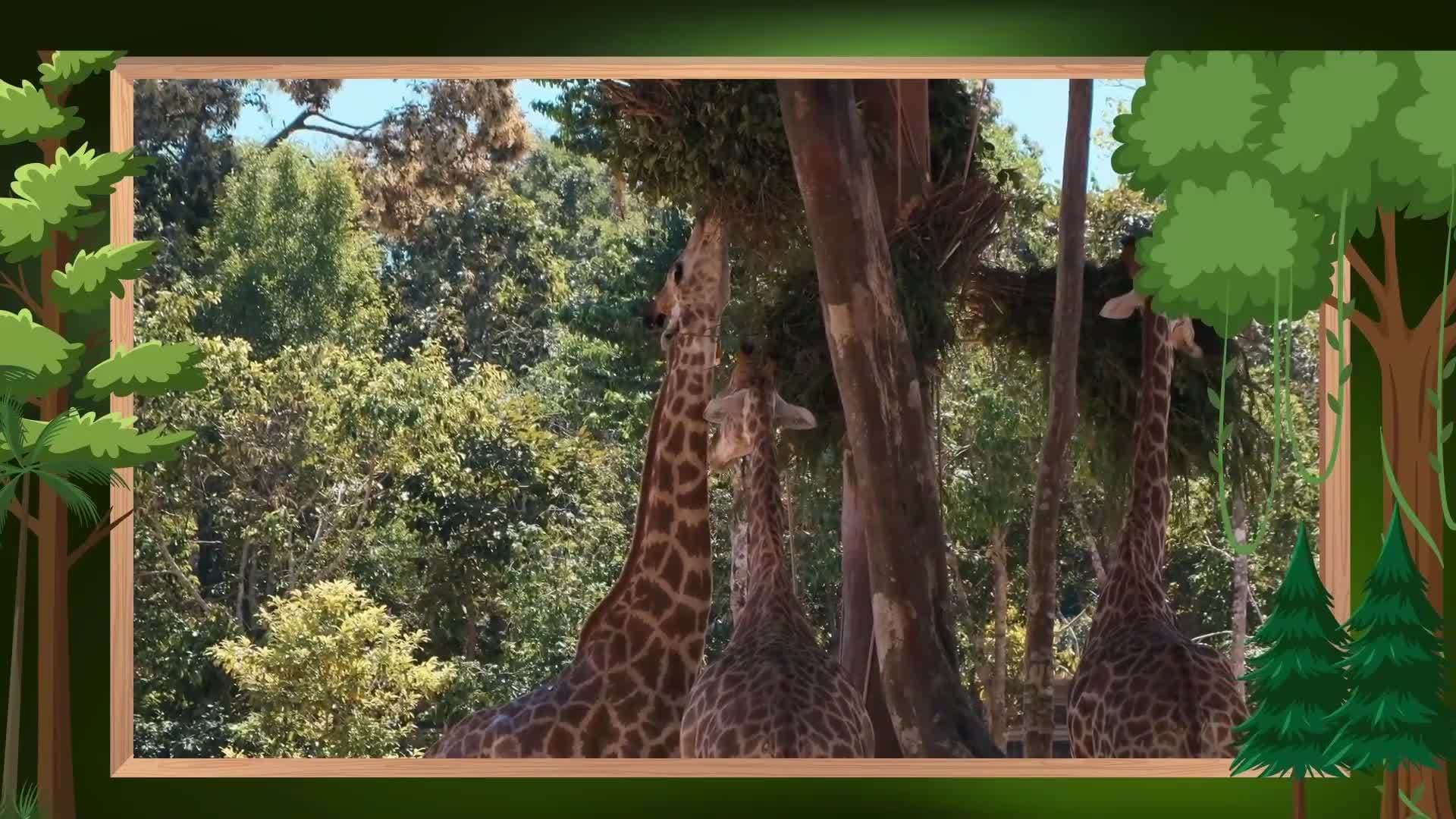 Giraffe Facts for Kids