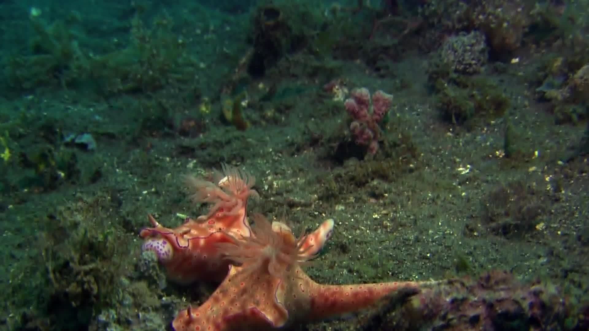 Animal Alphabet: N is for Nudibranch