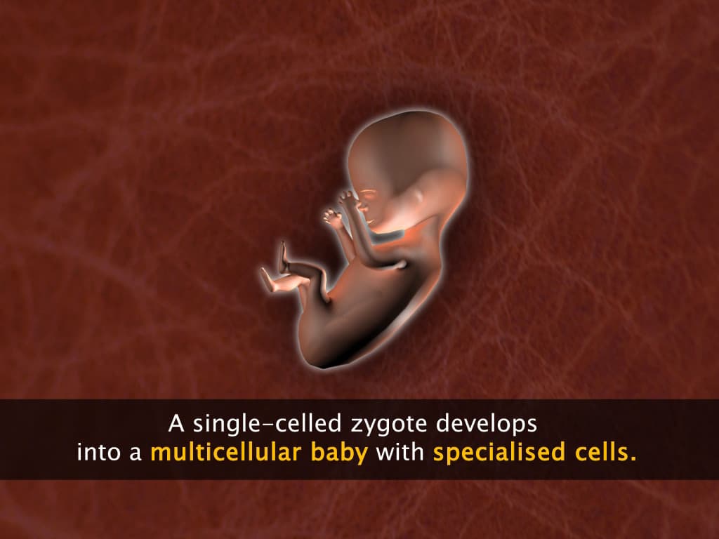 Introduction to Tissues