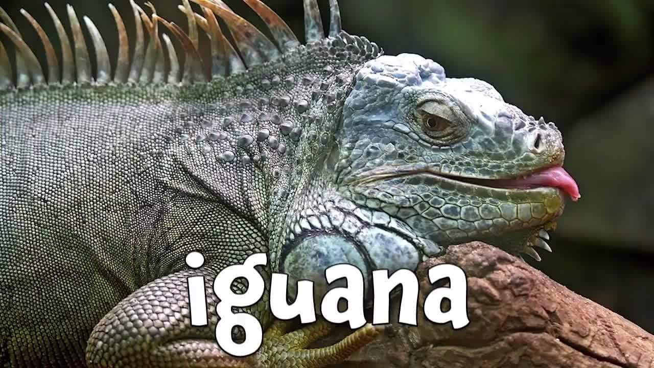 Animal Alphabet!  Learn the ABCs with Animals!