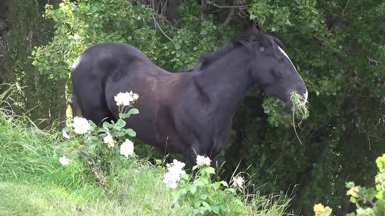 Asian Animals!  Learn the names of Asian Animals for Kids