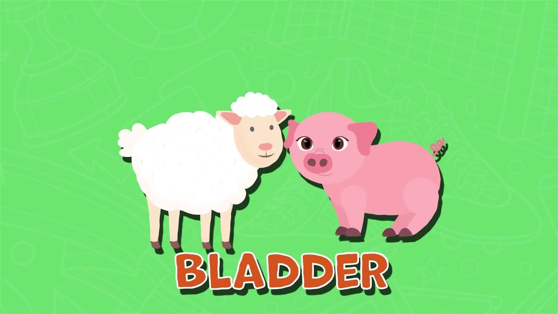 I WONDER - What Was The First Football Made From?