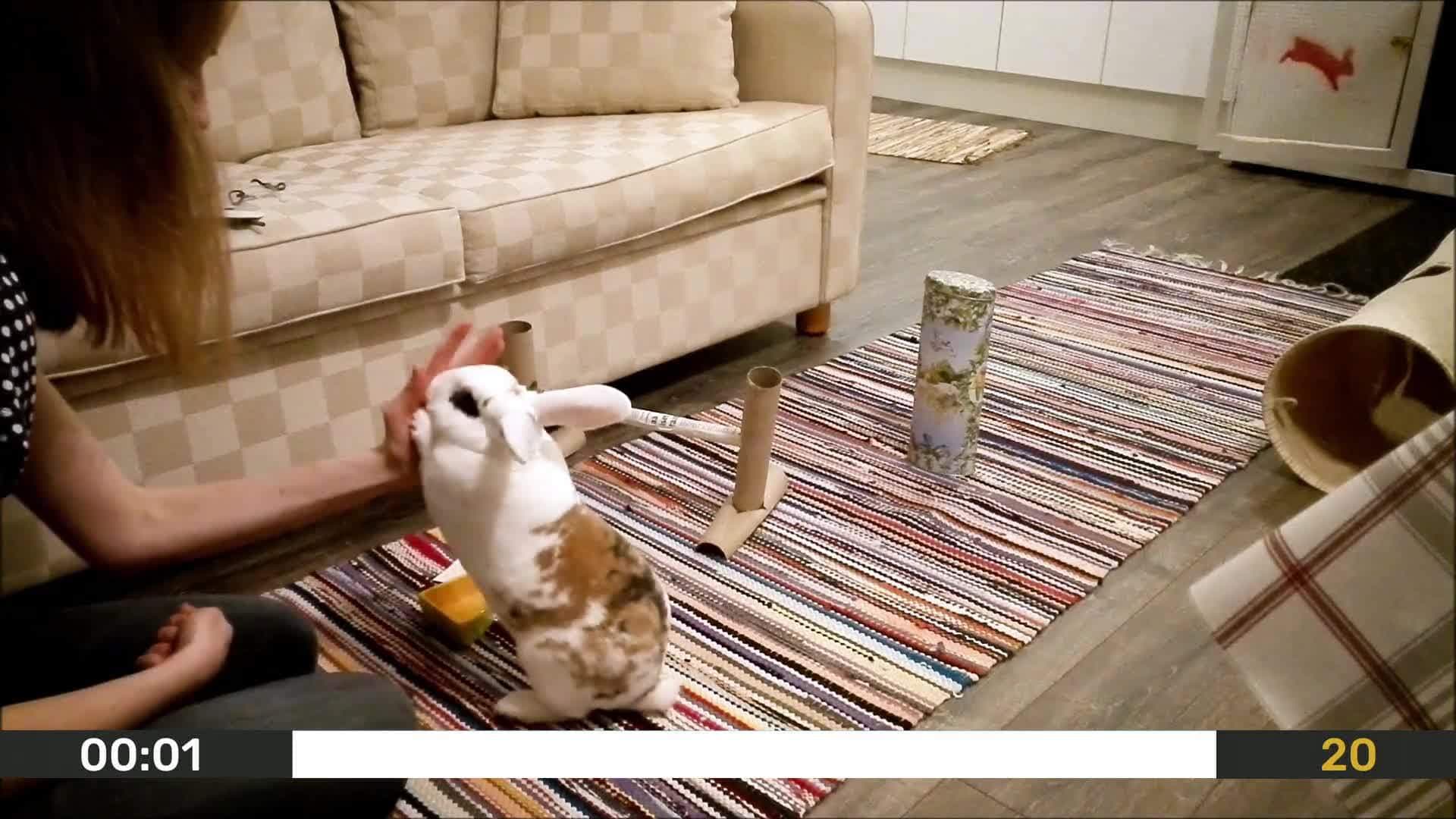 Daddy the Rabbit: A Tale of Talent and Training