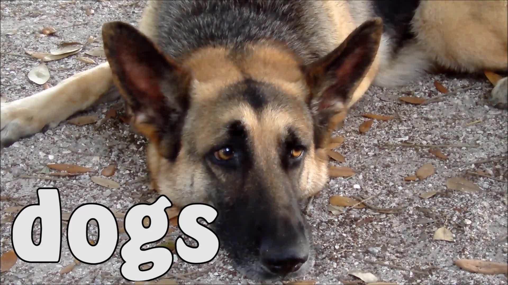 Farm Animals For Kids - Learn Farm Animal Names