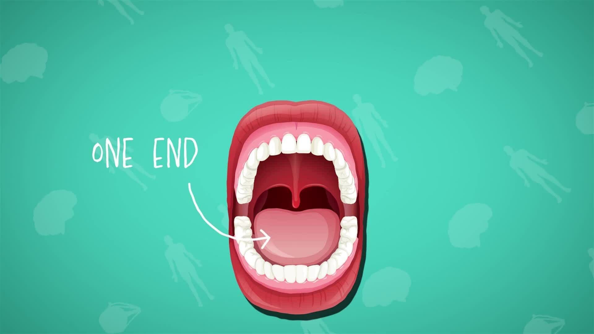 I WONDER - Is The Tongue A Muscle?