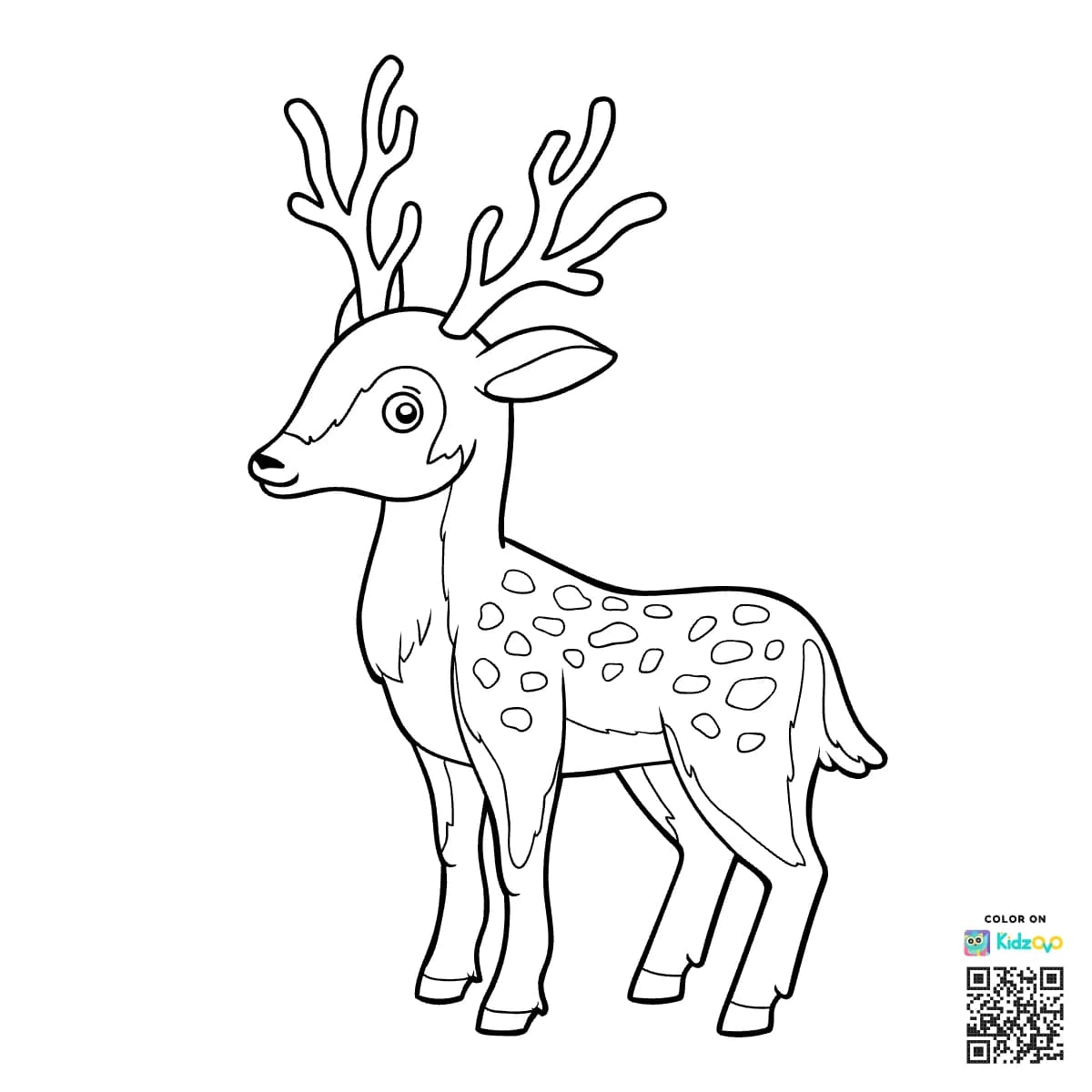 Deer