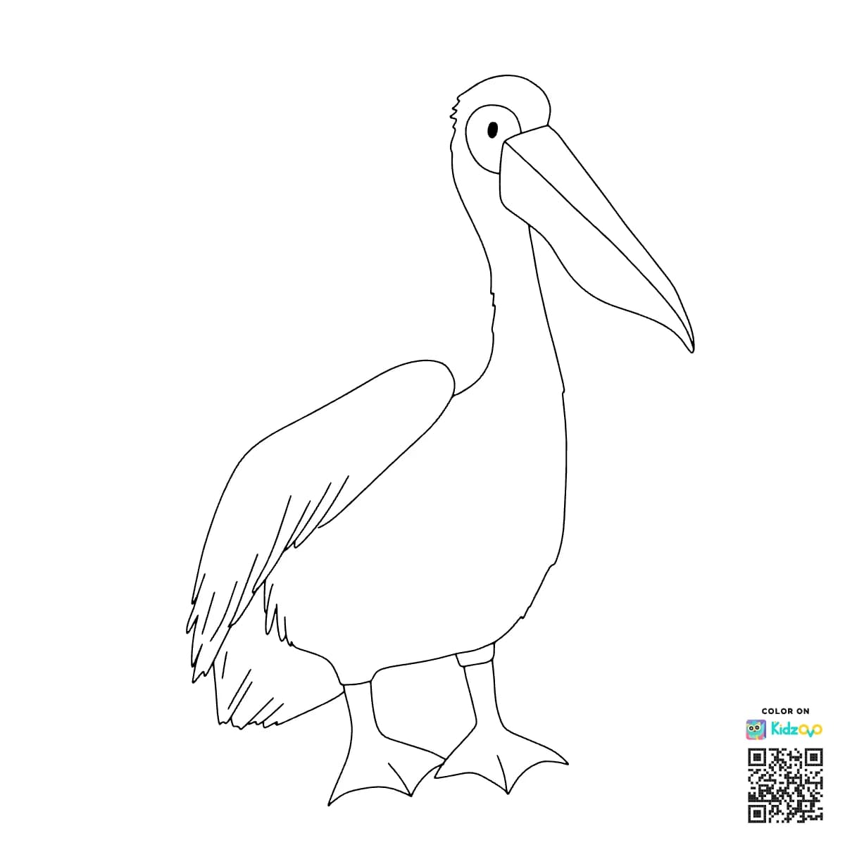 Pelican