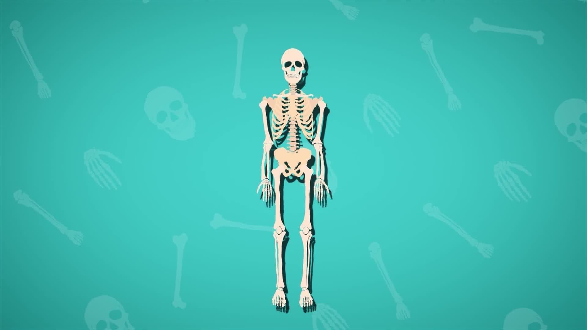 I WONDER - How Many Bones Are There In The Body?
