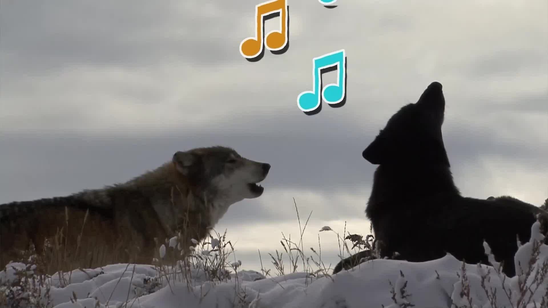 I WONDER - Why Do Wolves Howl?