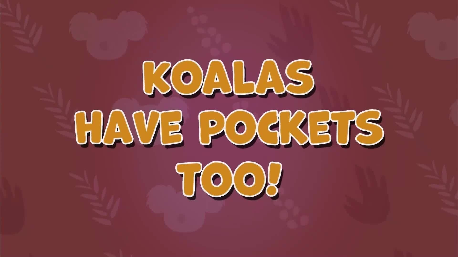 I WONDER - Do Koalas Have Pockets?