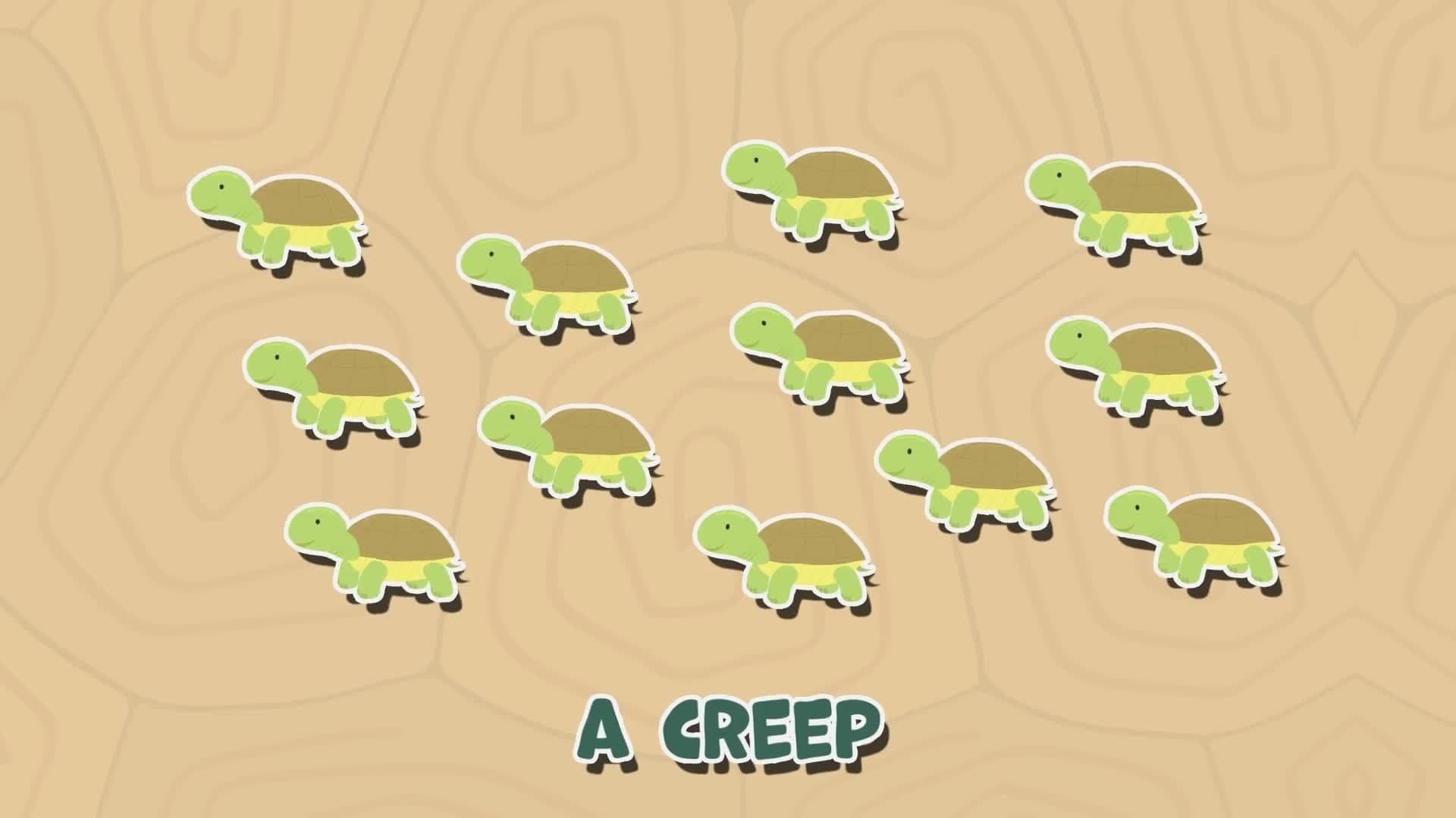 Tortoise Facts