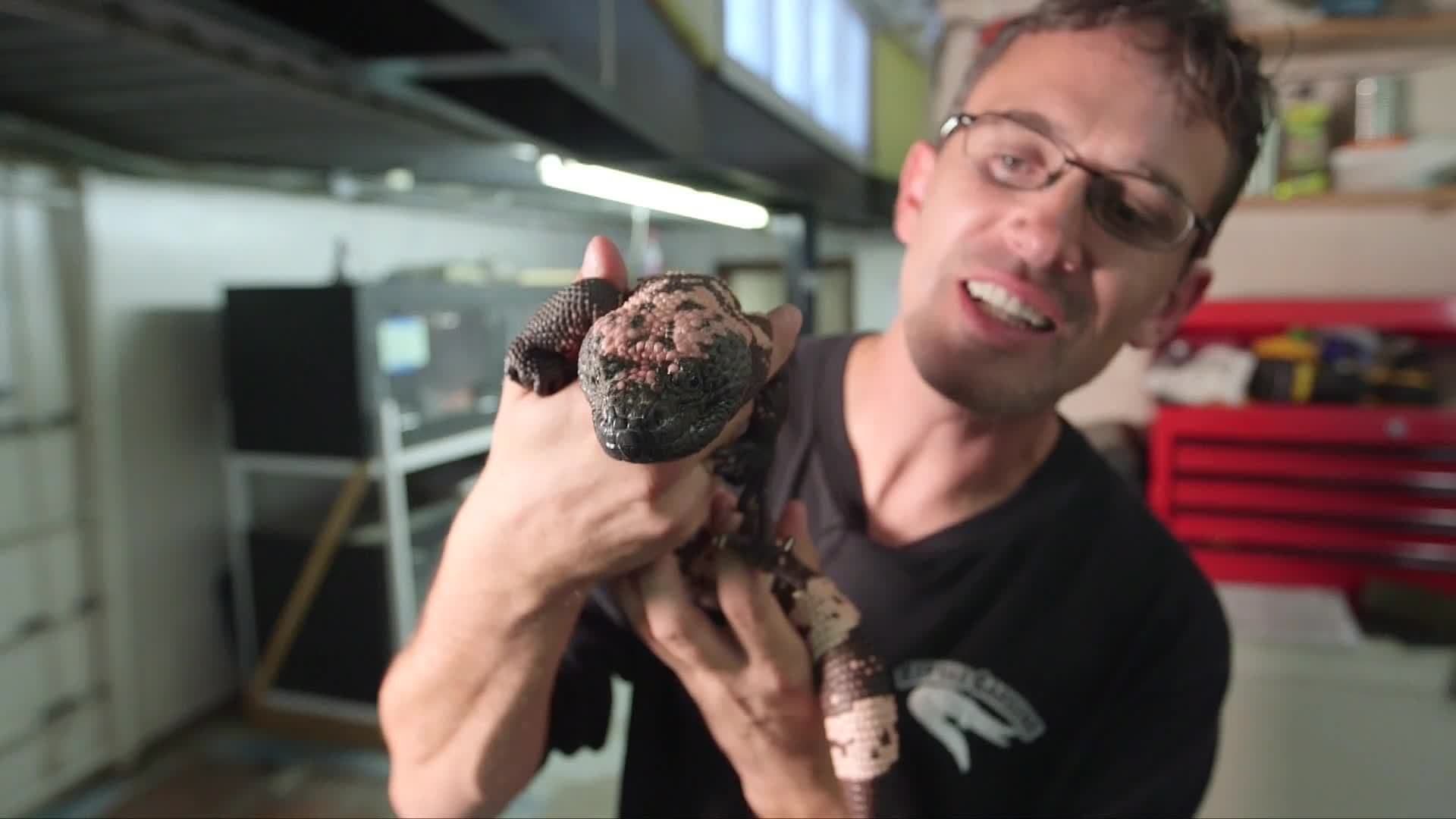 The Hila Monster: The Most Dangerous Lizard in the World