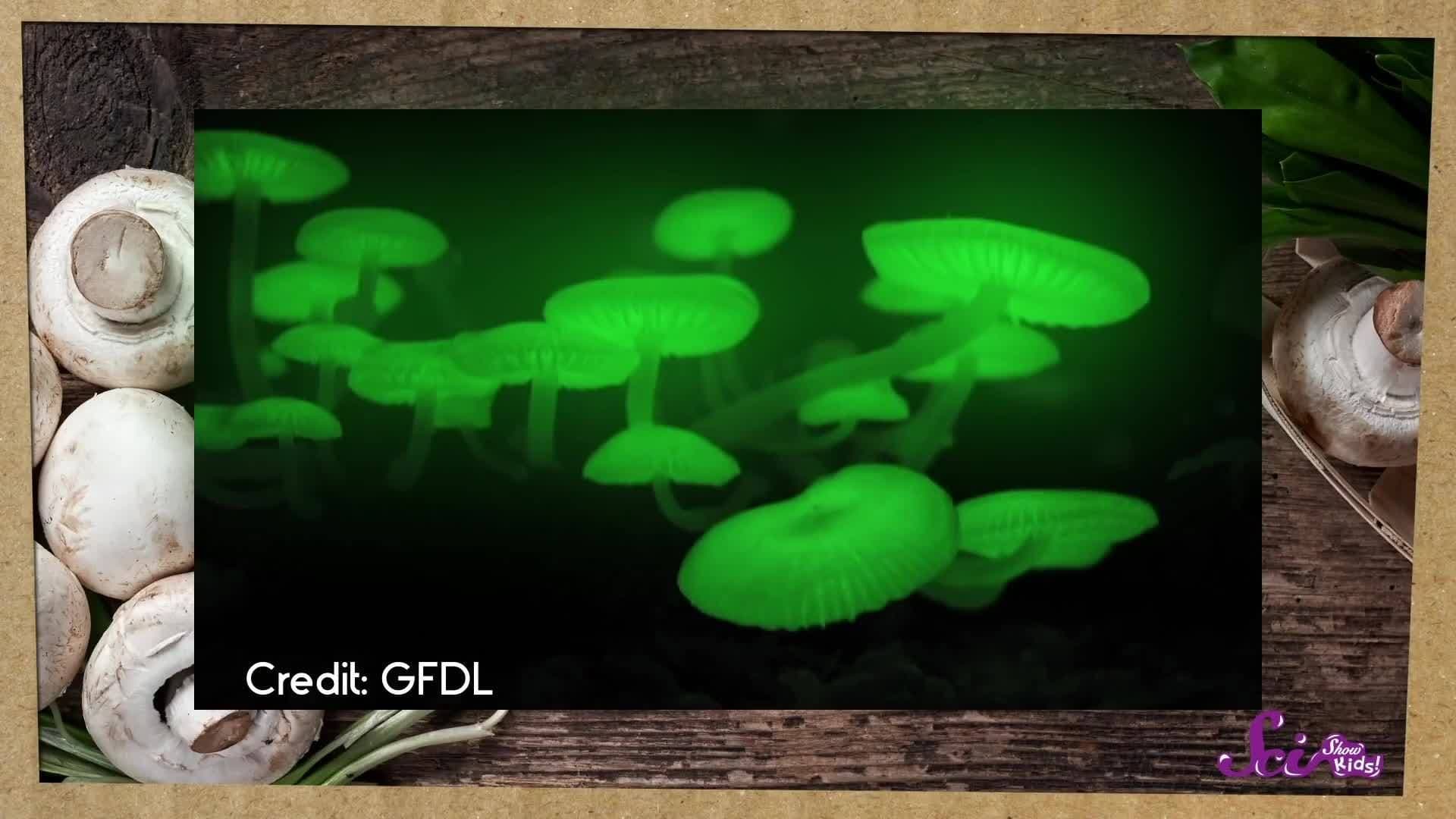 Fungi: Why Mushrooms Are Awesome | Biology for Kids