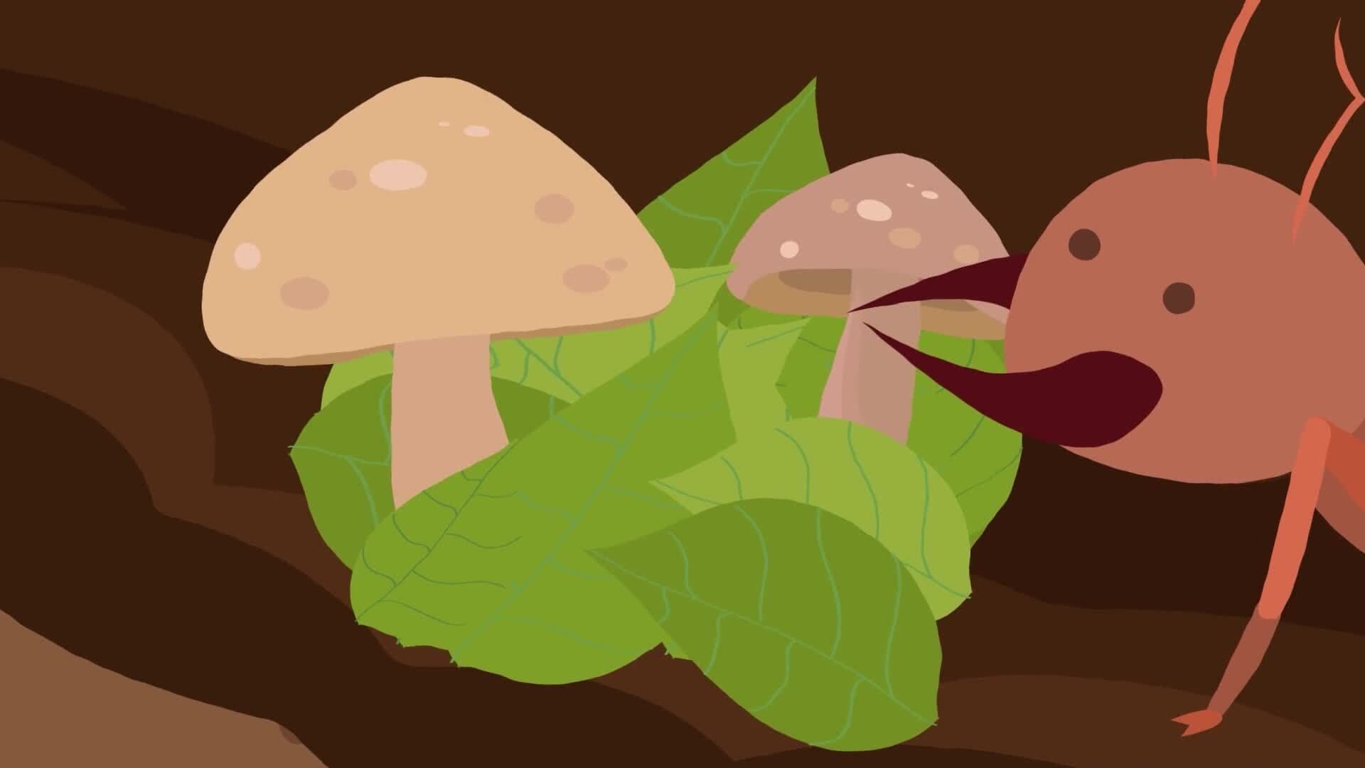 High Five Facts - Rainforest Animals