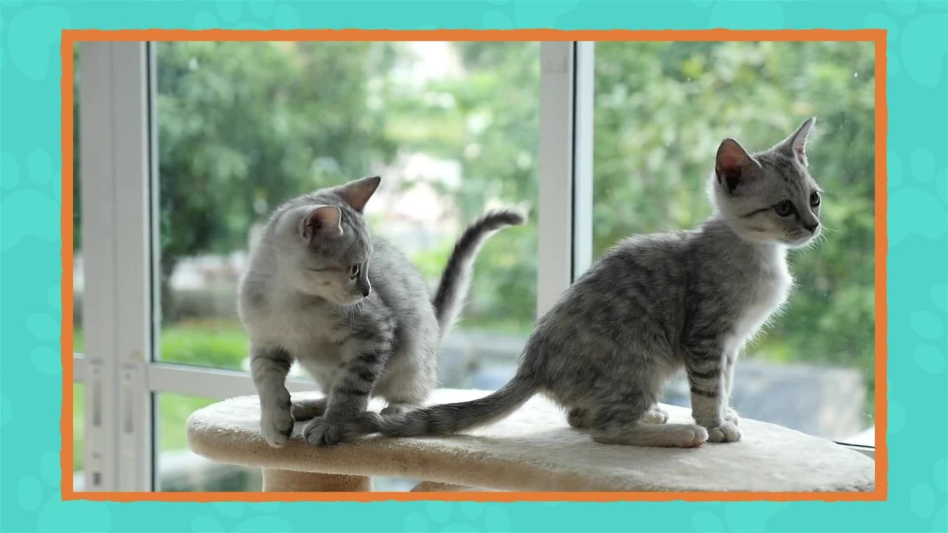 I WONDER - How Long Was The Longest Cat In The World?