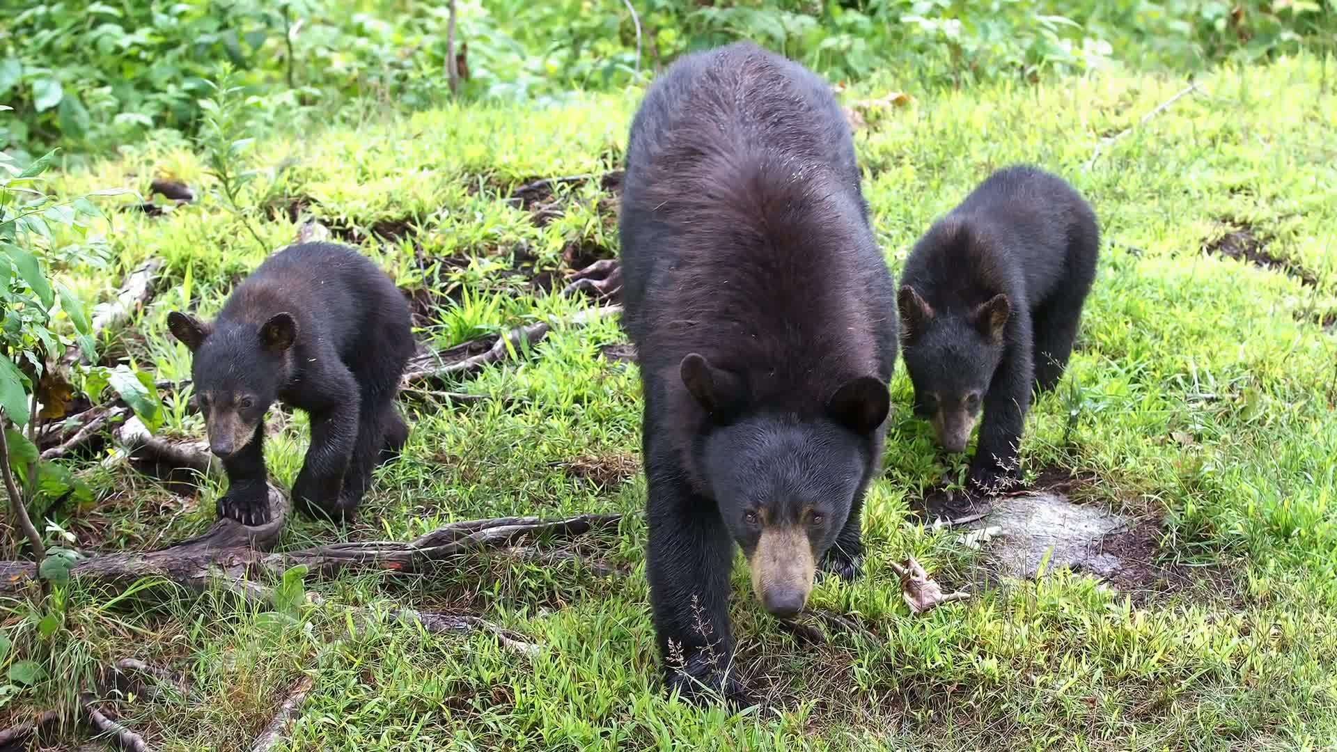 Science Kids: Bears