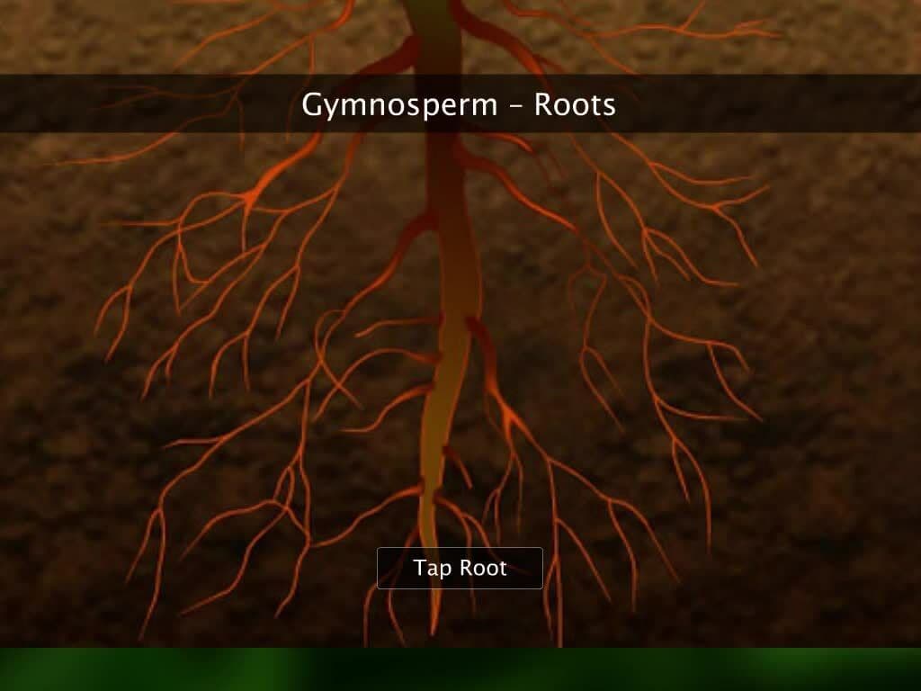 Kingdom Plantae - Gymnosperms