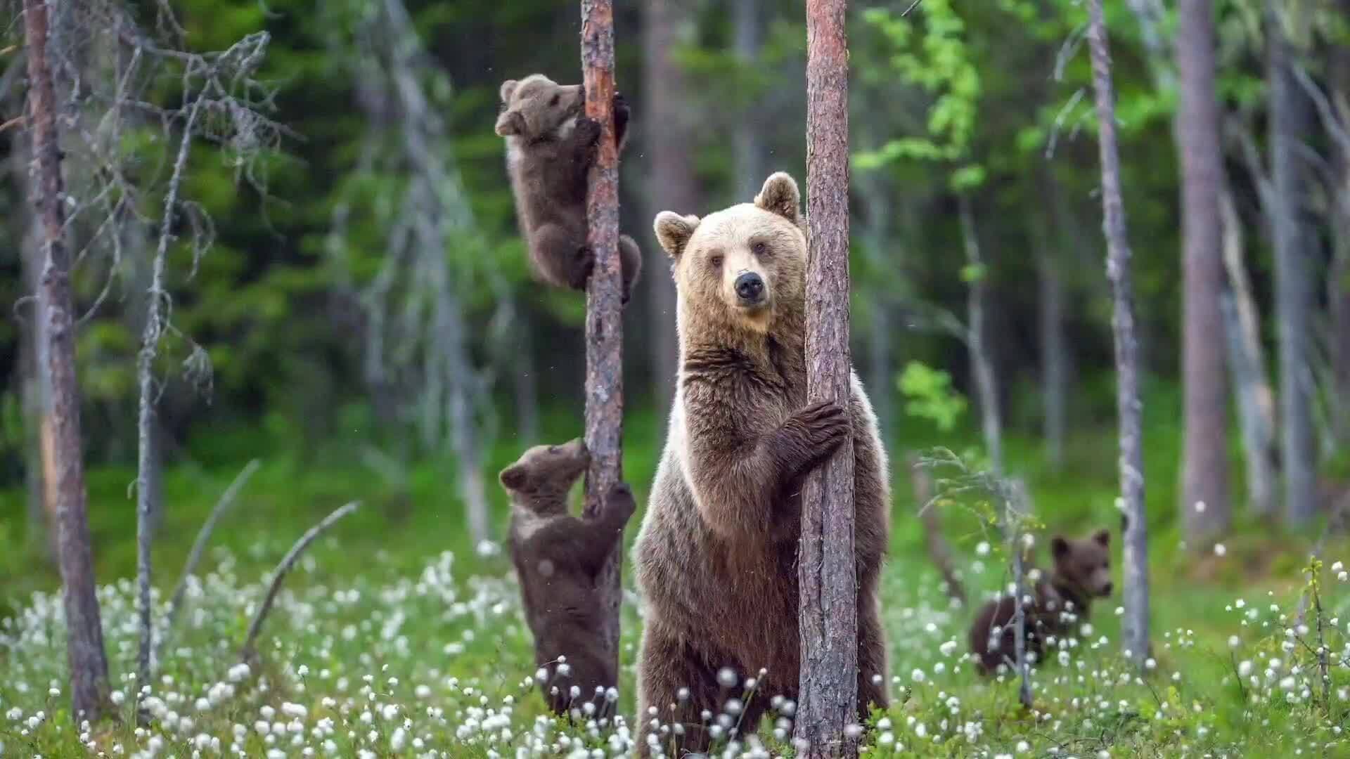 Exploring the Wonders of Forest Ecosystems