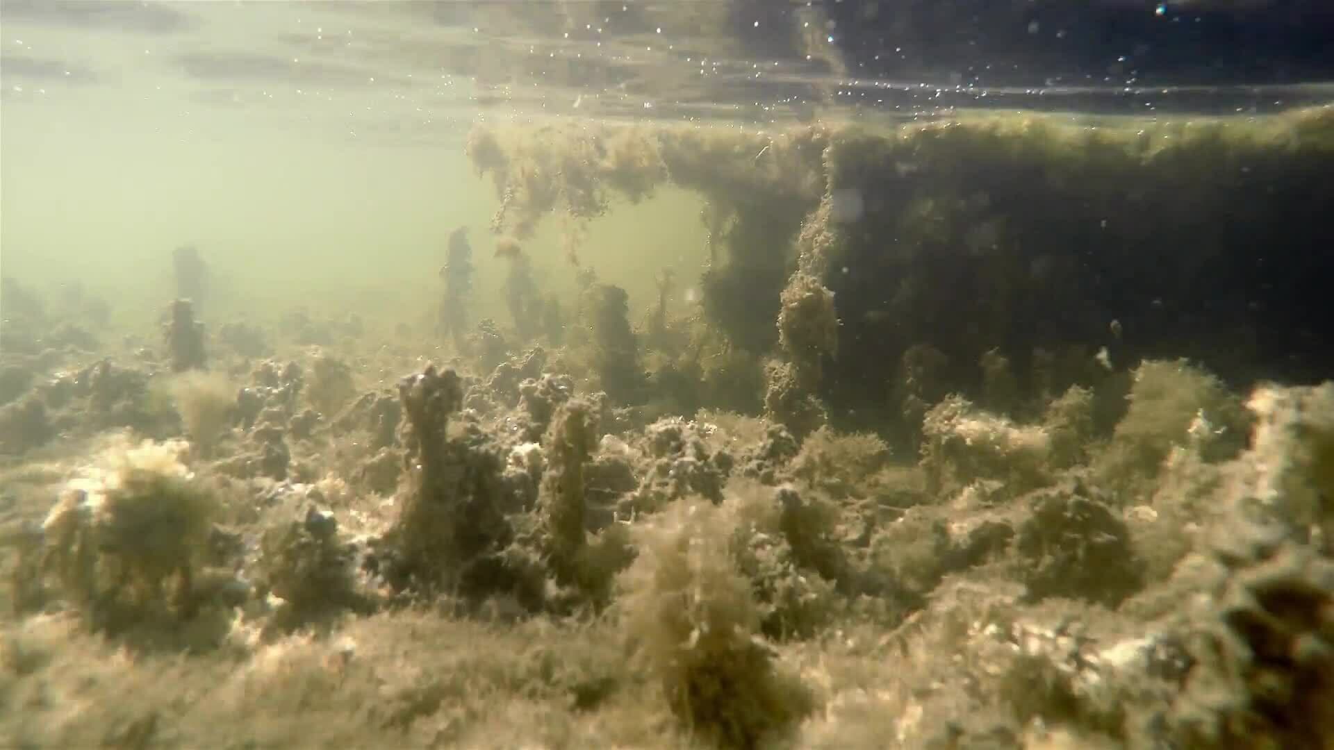 I WONDER - Are Marshes Important To The Ecosystem?