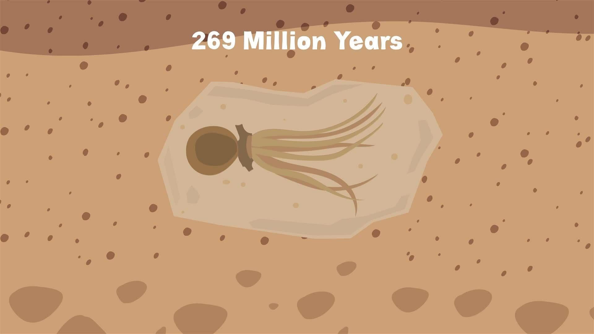 I WONDER - How Long Have Octopi Existed?