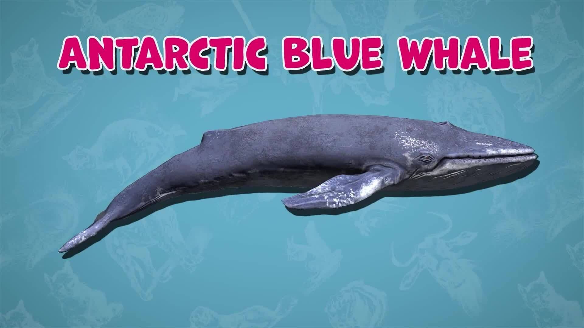 I WONDER - What Is The Largest Vertebrate In The World?