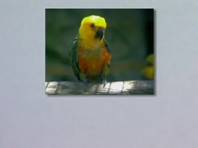 Animals, Birds & Fish: More pictures and names