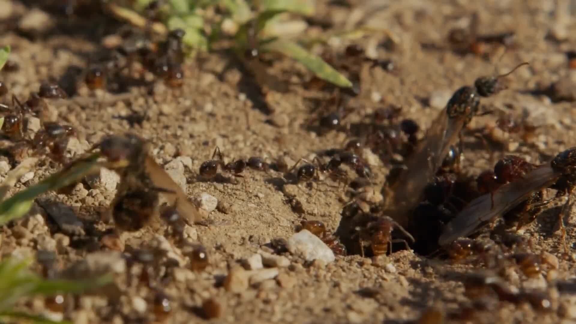 Ants: Earth's Tiny Environmental Engineers