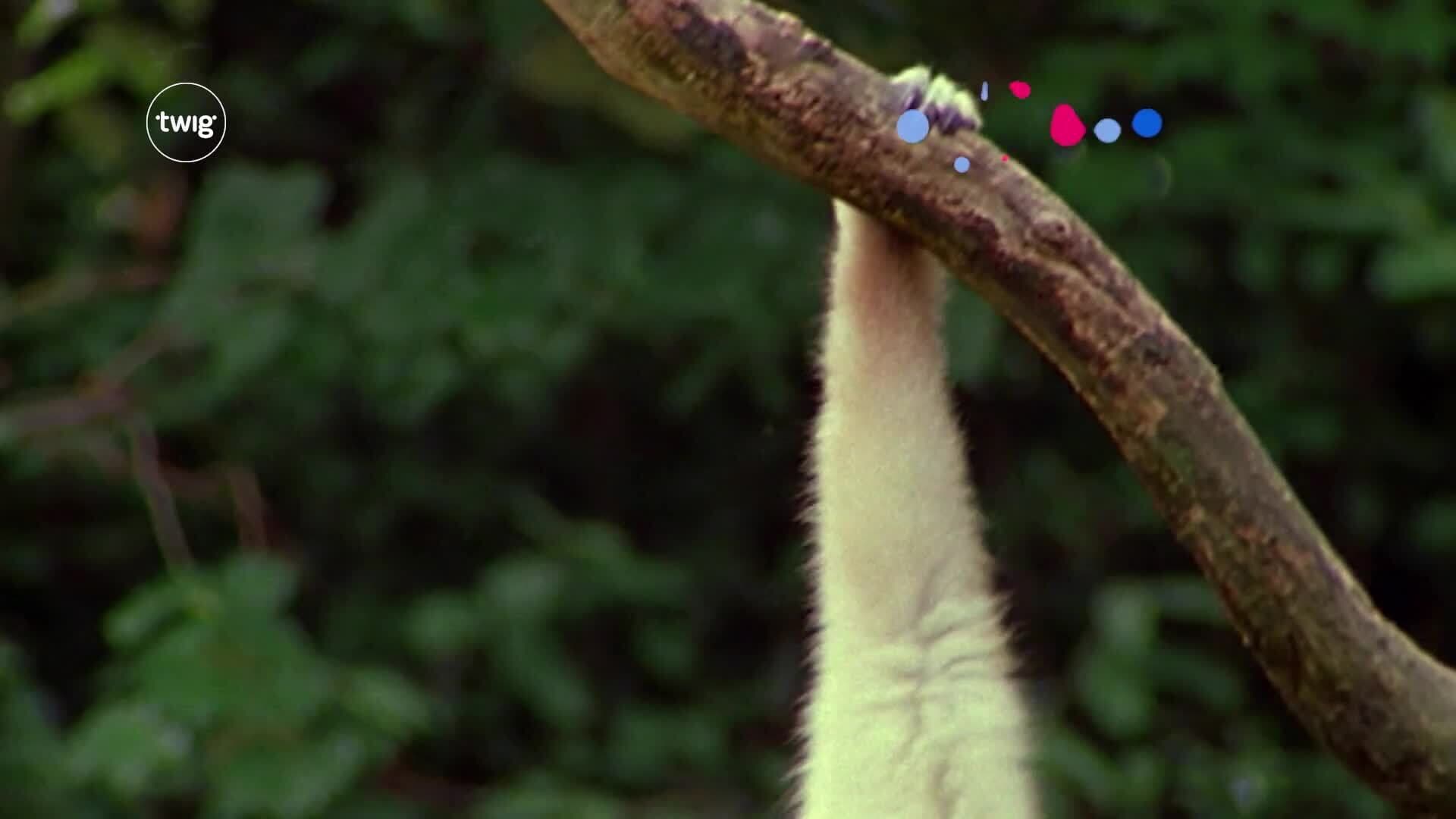 How do animals move?