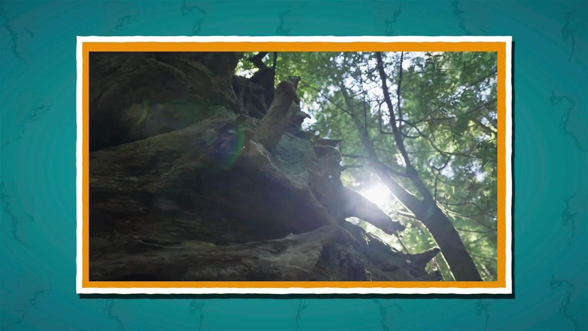 I WONDER - Is Fog Useful?