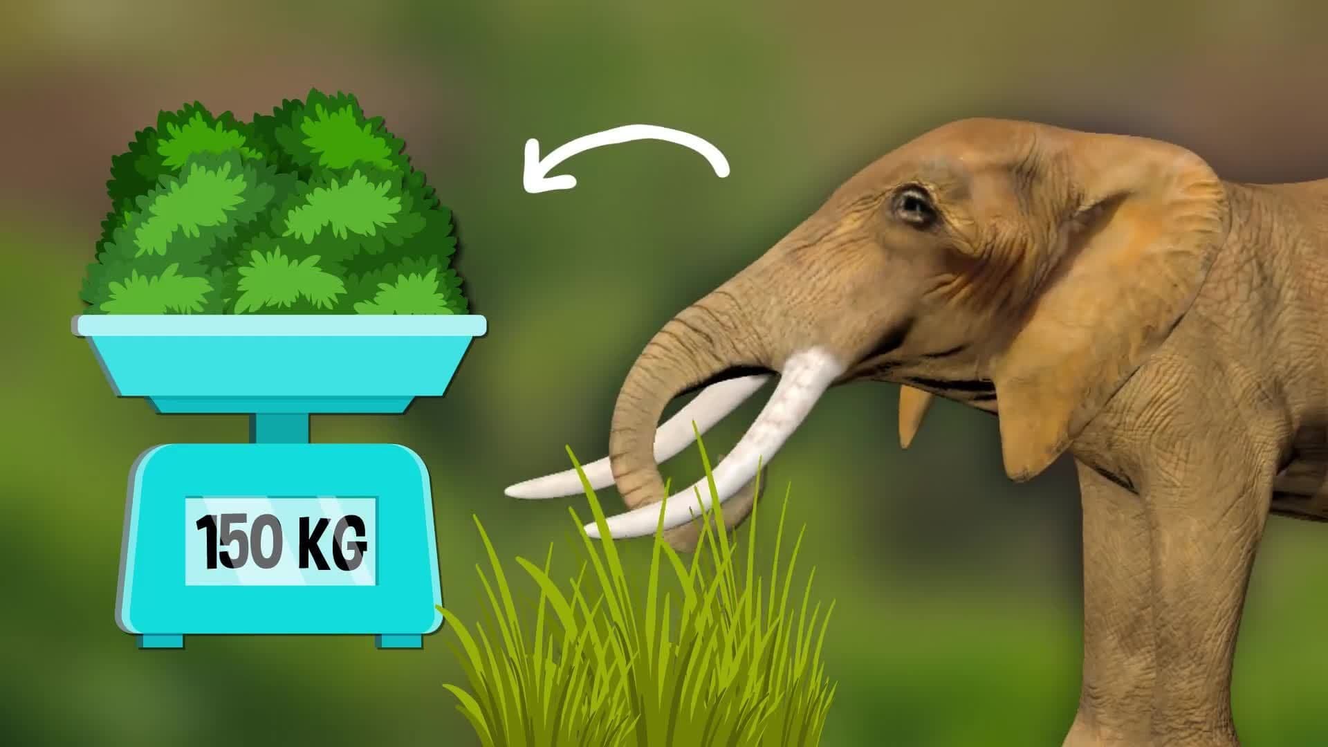 Elephant Facts for Kids