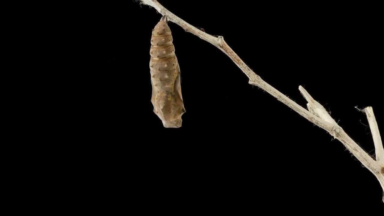 Butterflies! Fun Butterfly Facts for Kids