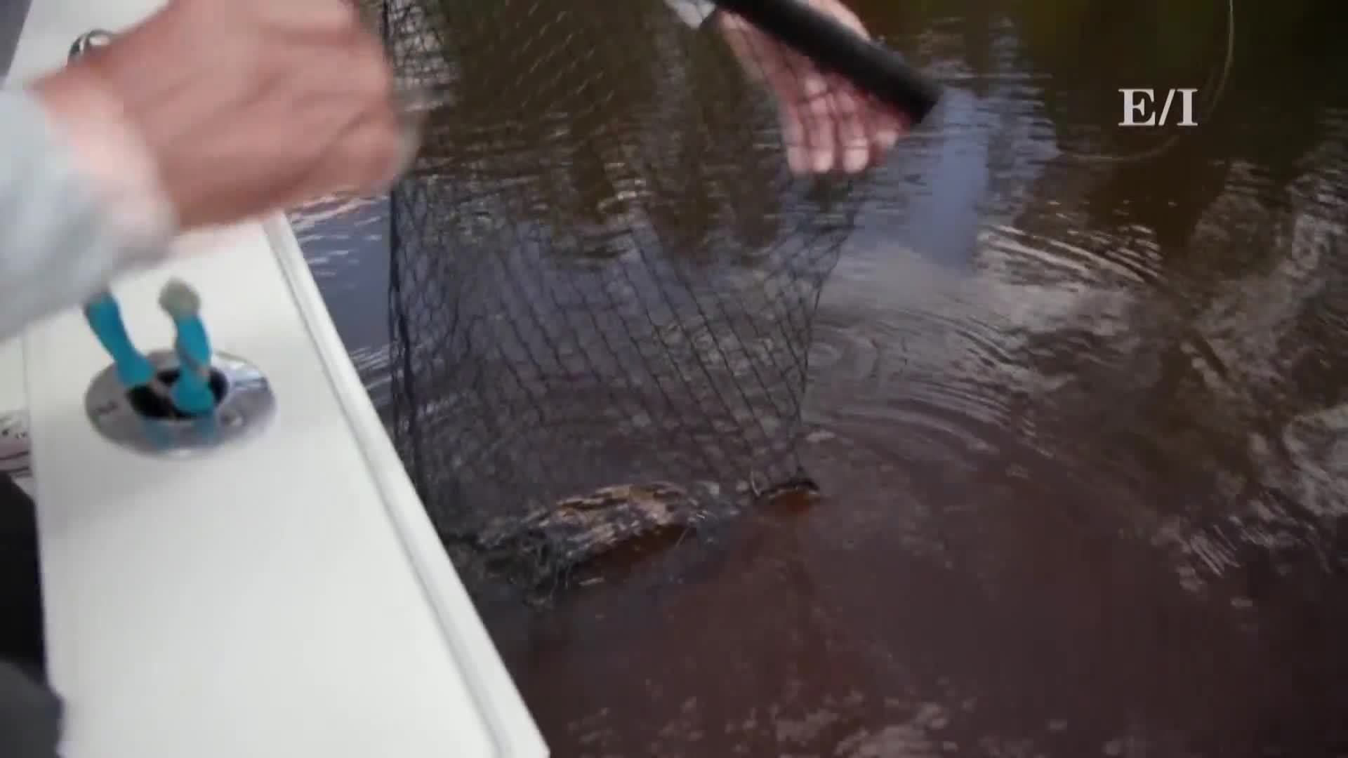 Catching big ones in the Florida Mangroves